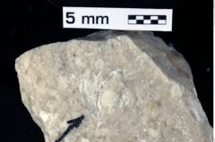 Foto (Detailansicht) von Galatheithes zitteli (von, Meyer, 1851) (NHMW-GEO-1990-0041-0299)